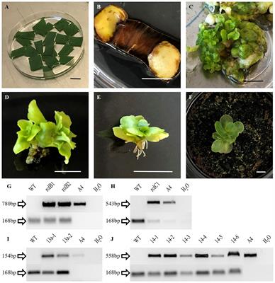 Transgenic Kalanchoë blossfeldiana, Containing Individual rol Genes and Open Reading Frames Under 35S Promoter, Exhibit Compact Habit, Reduced Plant Growth, and Altered Ethylene Tolerance in Flowers